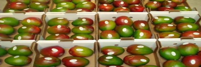 MANGOES KENT 