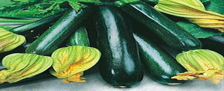Black Zucchini Seeds