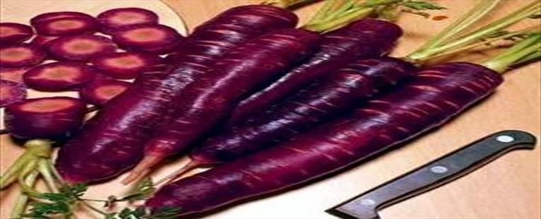 Purple Dragon Carrot