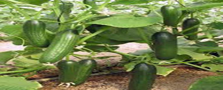 CUCUMBER ORGANIC SEEDS