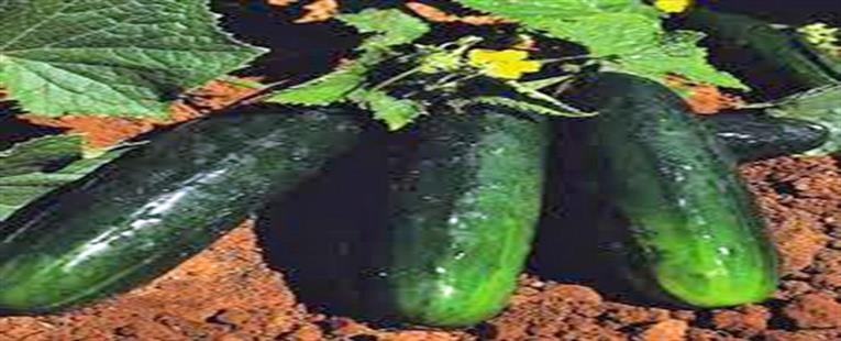 CUCUMBER ORGANIC SEEDS