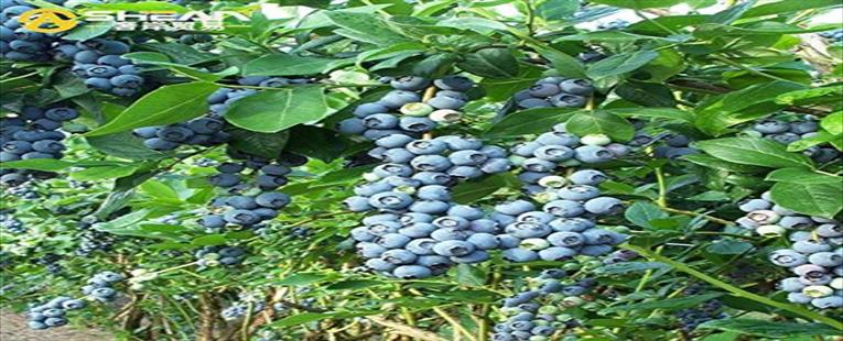 Organic  Blueberry  Seeds 