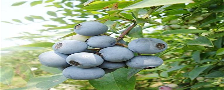 Organic  Blueberry  Seeds 