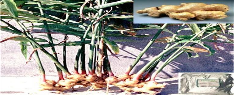 Ginger Root Crystalized Pieces (Zingiber officinale; Gan Jiang) 1 lb: K