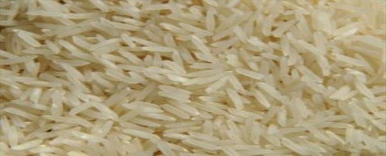 Rice IRRI-6