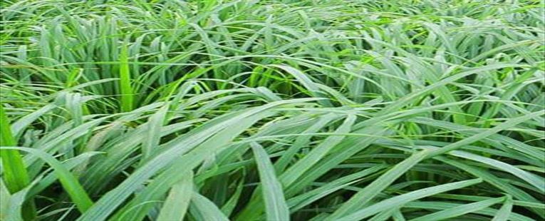 Citronella Oil
