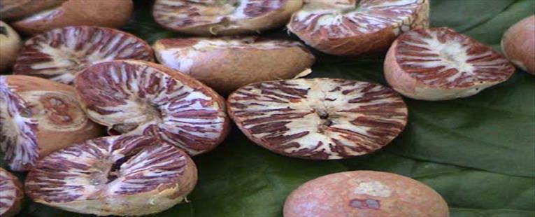 Areca Nut (12/06/25)