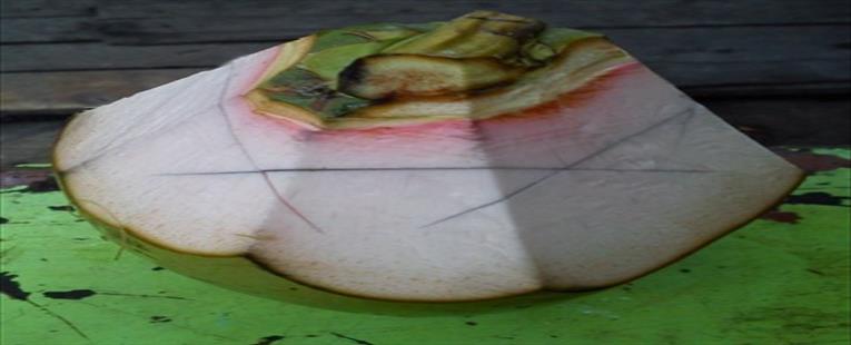 Green Coconut (fresh fruit) 28/08/25
