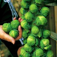 Brussels Sprout Seeds