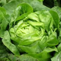 Butter crunch Lettuce Seeds