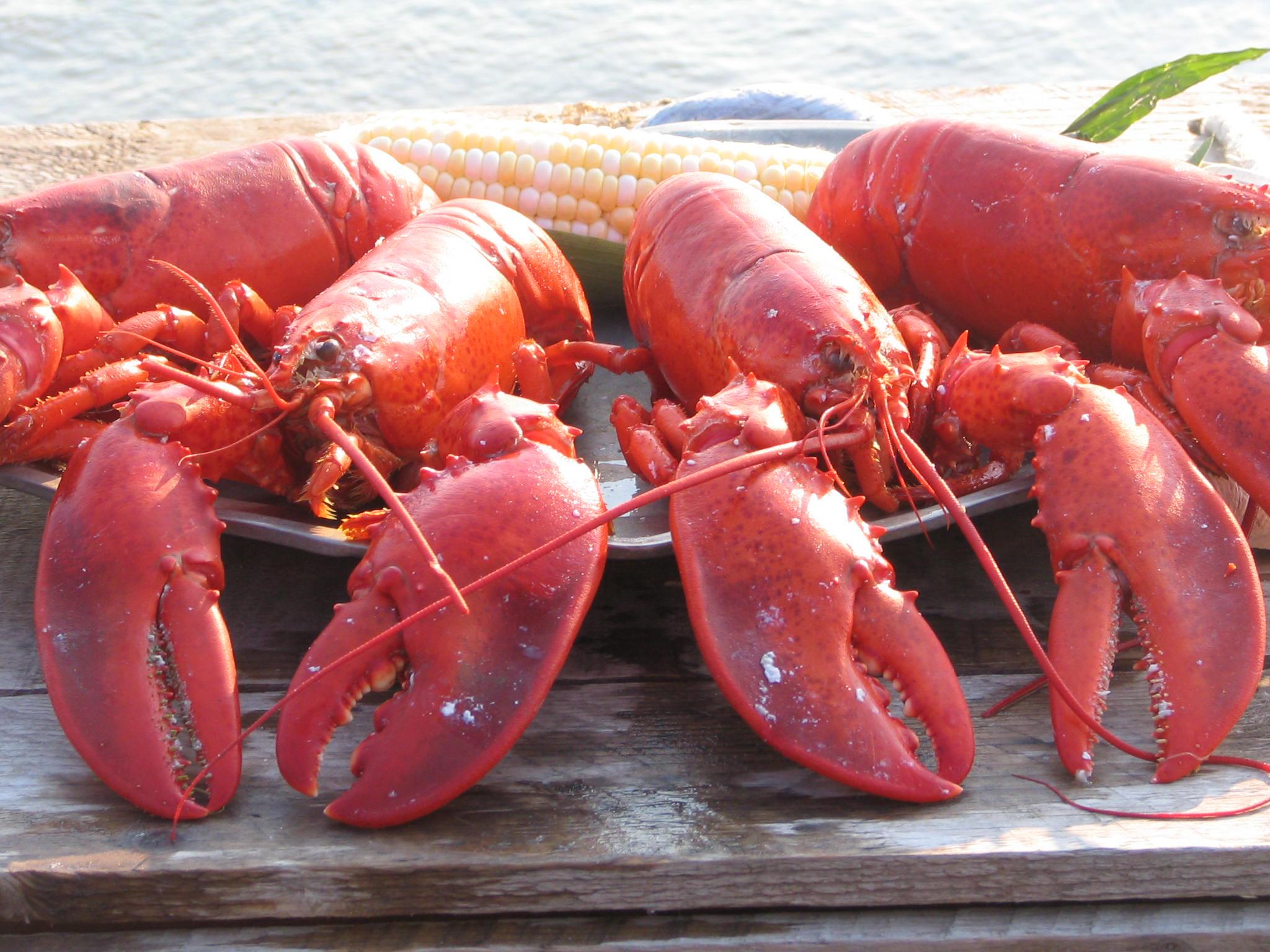 Maine Lobster Now