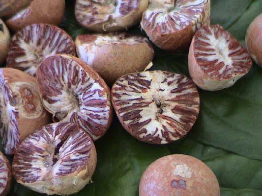 Areca Nut (12/06/25)
